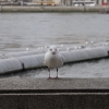 2009-london-153.JPG