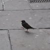 2009-london-154.JPG