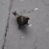 2009-london-155.JPG