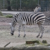 zoom_003.JPG