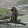 zoom_009.JPG