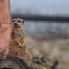 zoom_010.JPG