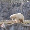 zoom_017.JPG