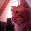 Kater