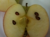 Apple iPad iSlate